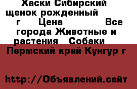 Хаски Сибирский (щенок рожденный 20.03.2017г.) › Цена ­ 25 000 - Все города Животные и растения » Собаки   . Пермский край,Кунгур г.